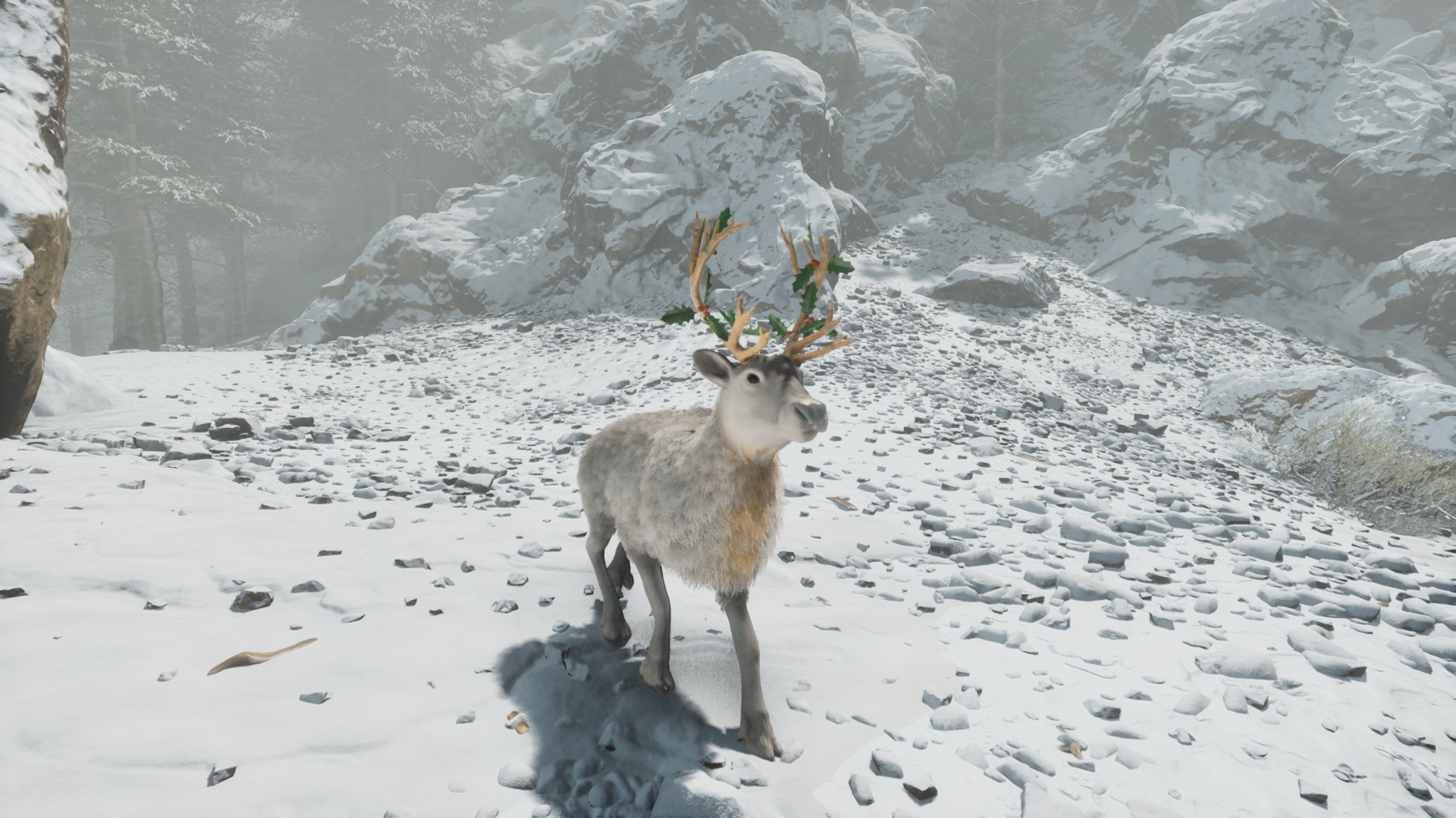 Reindeer
