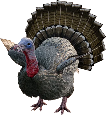 Super Turkey