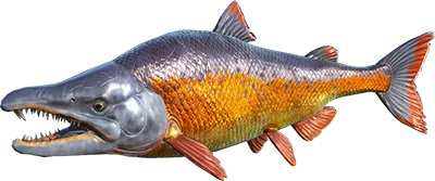 Rare X-Sabertooth Salmon