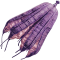 Magenberry Seed