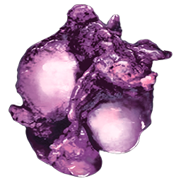 Plant Proto Species R Seed