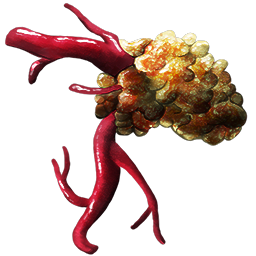 Acro Adrenal Gland
