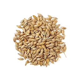 Barley Seed (Primitive Plus)