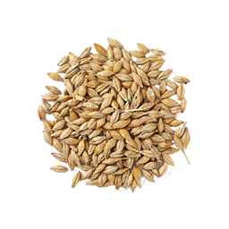 Barley Seed