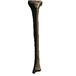 Bone