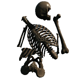 Bones