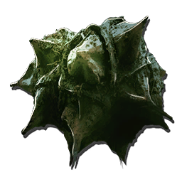 Carnivorous Plant Seed