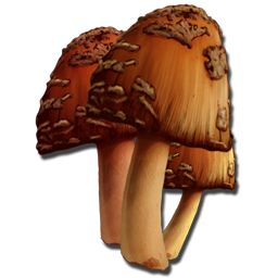Common Mushroom