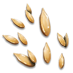 Cucumis Seed