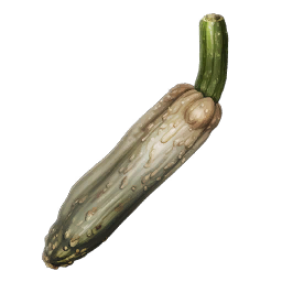 Cucumis