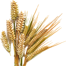 Dried Barley