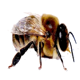 Drone Bee