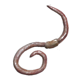 Earthworms