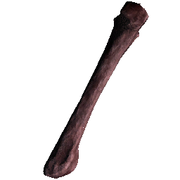 Femur