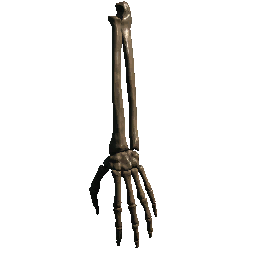 Forearm