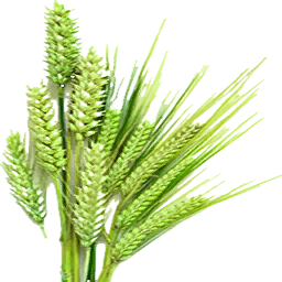 Fresh Barley (Primitive Plus)