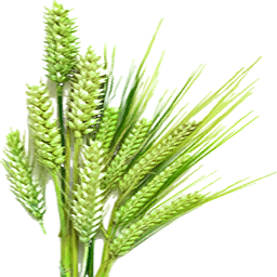Fresh Barley