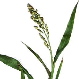 Fresh Sorghum (Primitive Plus)