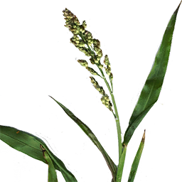 Fresh Sorghum
