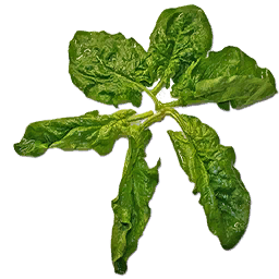 Fresh Spinach (Primitive Plus)
