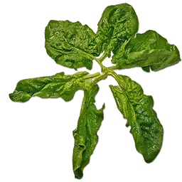 Fresh Spinach
