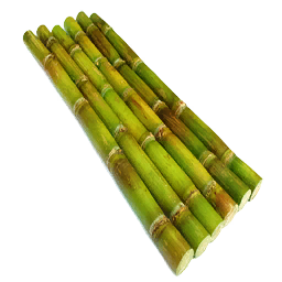 Fresh Sugar Plant (Primitive Plus)