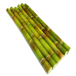 Fresh Sugar Plant