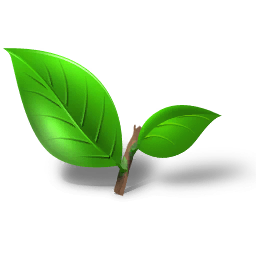 Fresh Tea Leaves