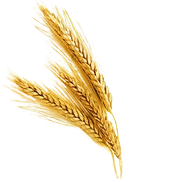 Fresh Wheat (Primitive Plus)