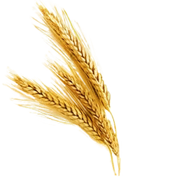 Fresh Wheat