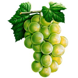 Grapes (Primitive Plus)