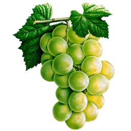 Grapes