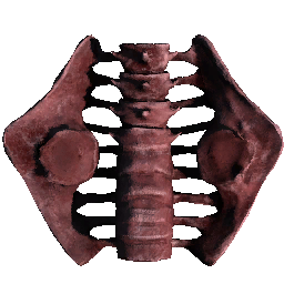 Hip