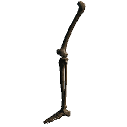 Leg