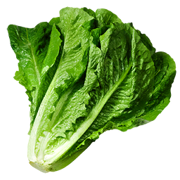 Lettuce (Primitive Plus)