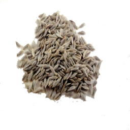 Lettuce Seed