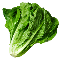 Lettuce