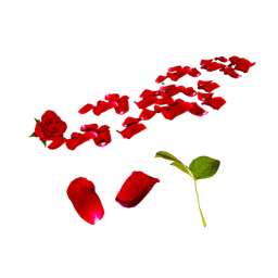 Lovely Rose Petal Patch