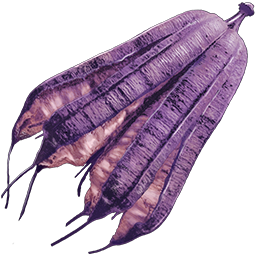 Magenberry Seed