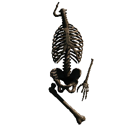 Partial Skeleton