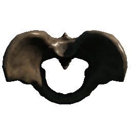 Pelvis (Rotated)