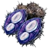 Plant Species X Seed