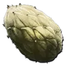 Plant Species Z Seed