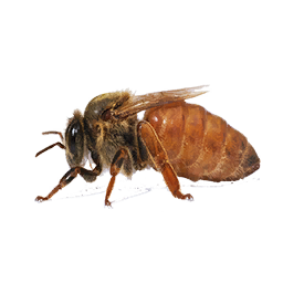 Queen Bee