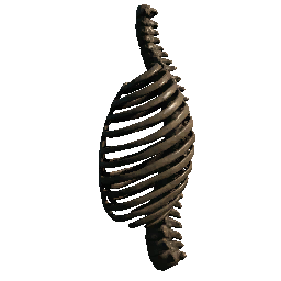 Ribcage (Left Facing)