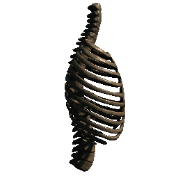 Ribcage (Right Facing)