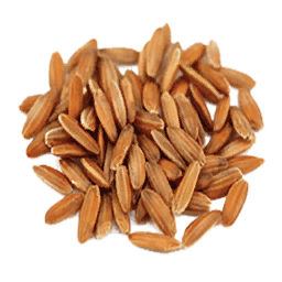 Rice Seed (Primitive Plus)