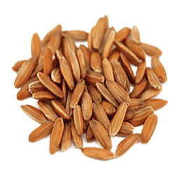 Oryraise Seed