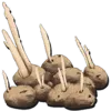 Savoroot Seed