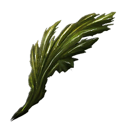 Seaweed